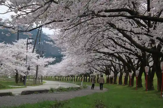 Takase no Sakura Namiki (Migoro : Reinen 4 Tsukishojun)