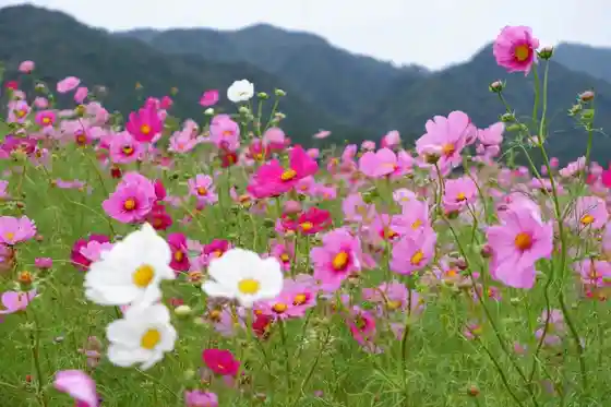 Kosumosu Park
