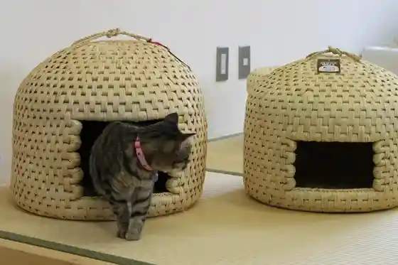 Neko Chigura