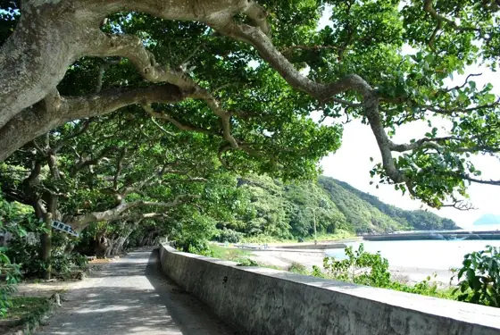 Shodon Deigo Avenue