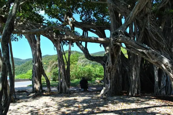 Osei Banyan Tree