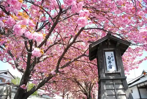 Shirai Post Town (Double Cherry Blossoms)