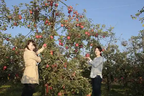 Shibukawa City Fruit Growers Association