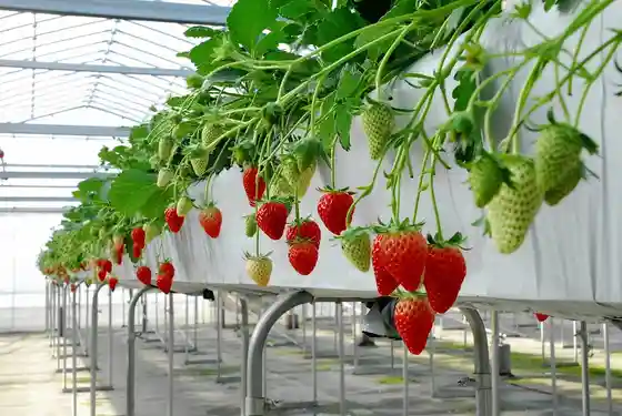 Komochi Tourist Strawberry Farm