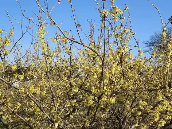 Komochi Wintersweet Village