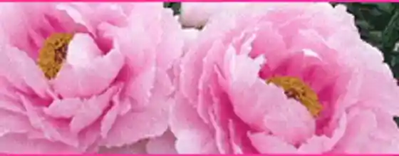 Shorenji Temple (Peonies)