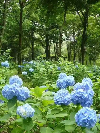 Shibukawa City General Park (Hydrangeas)
