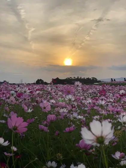 Noigura Kaiden Cosmos Road