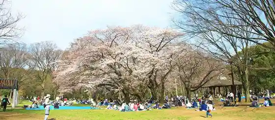 Yoyogi Park