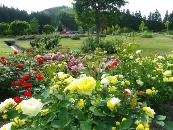 Higashi-Hakkoda Rose Country