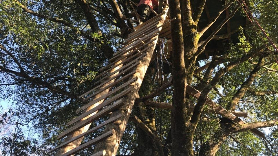 Treehouse Forest
