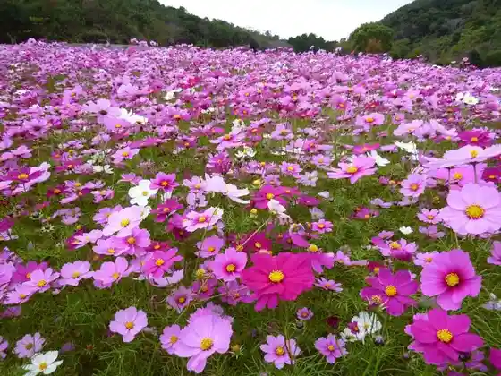 Shima Tourist Farm