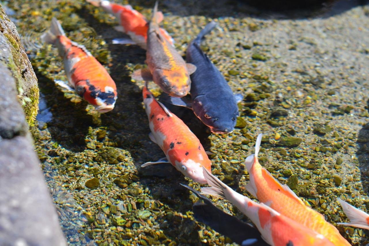 Town Where Carp Swim