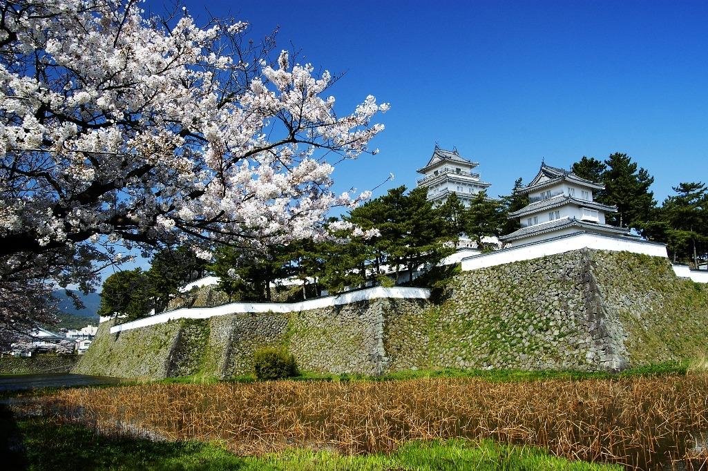 Shimabara Castle Moat Cherry Blossoms