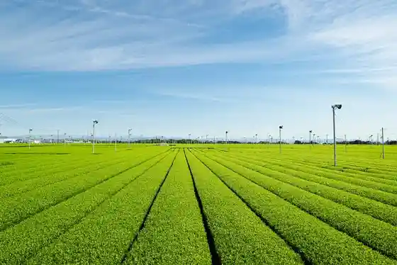 Makinohara Great Tea Plantation