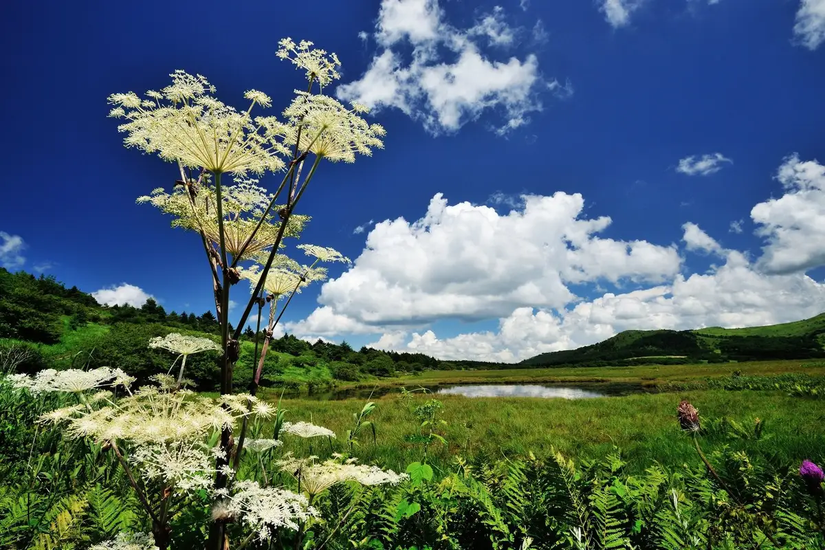 Yashima Marsh