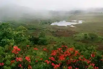 Yashima Marsh no Rengetsutsuji