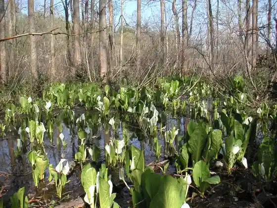 Asian Skunk Cabbage at Okubo Pond