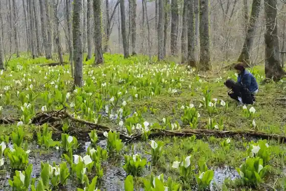Skunk Cabbage Colony Walk