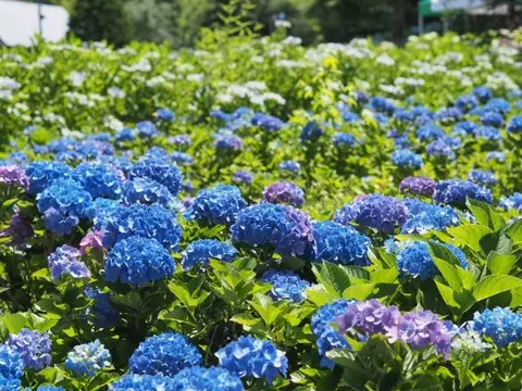 Higashiyama Park Hydrangea Forest