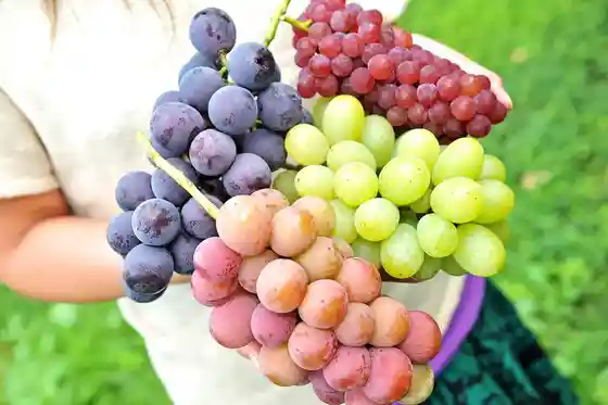 Fruit Picking (Shinto Village)