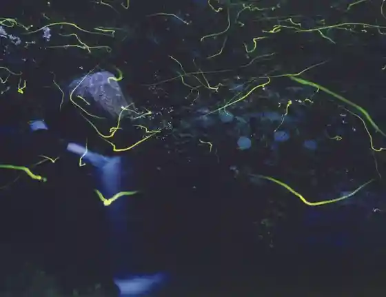 Hachiman Firefly Village