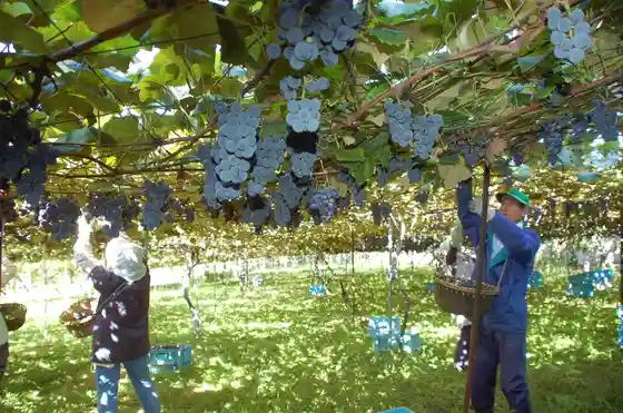 Shinano Wine Co., Ltd.