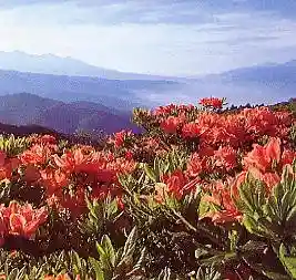 Renge Azaleas of Takabocchi Plateau