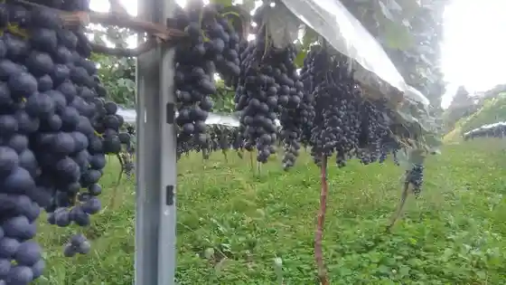 Inishie no Sato Wine