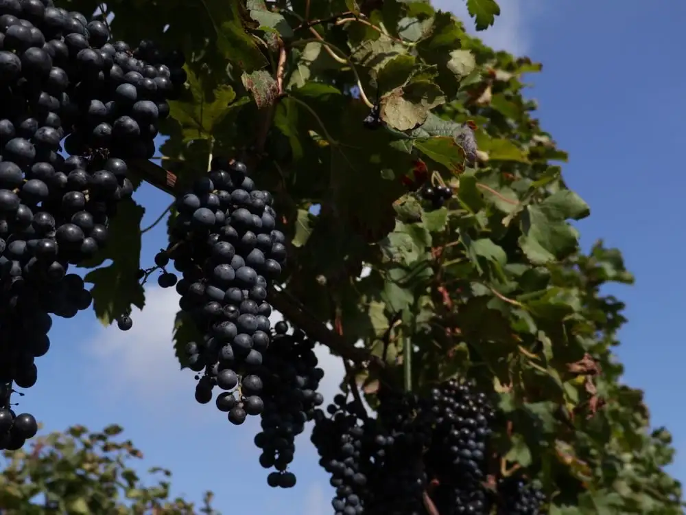 Domaine Kosei