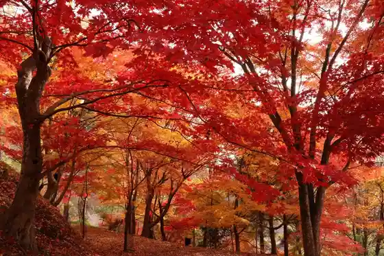 Saijo Yama Park Momiji Yama