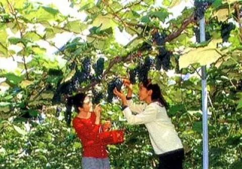 Shiwa Grape-Picking Vineyard