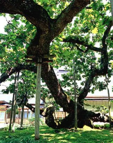 Upside-Down Oak of Shogen-in Temple
