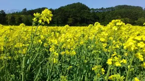 Canola Fields in Shizukuishi