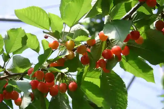 Tenmaya Cherry Orchard