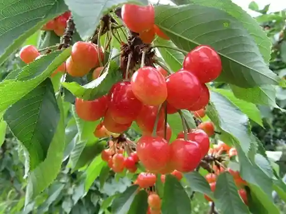 Otoen Cherry Orchard