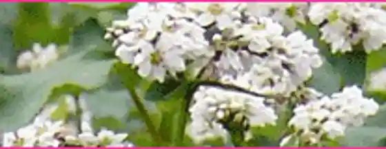 Showamura no Soba Hatake