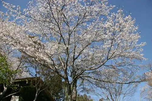 Sueyoshi Mukae Park