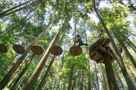 Forest Adventure Osumi