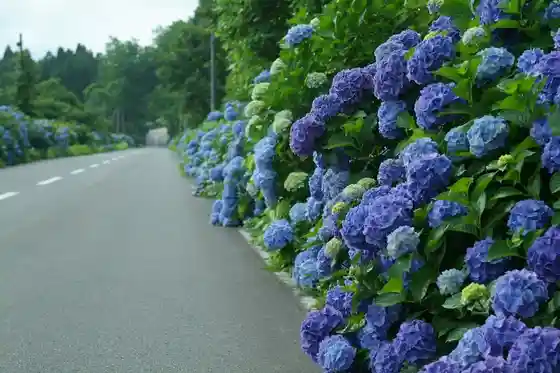 Hydrangea Road