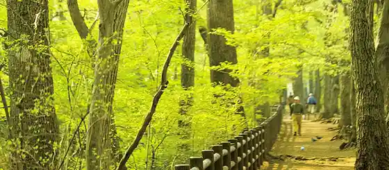 Toritsu Tamagawajosui Greenway