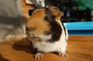 Suzaka City Zoo
