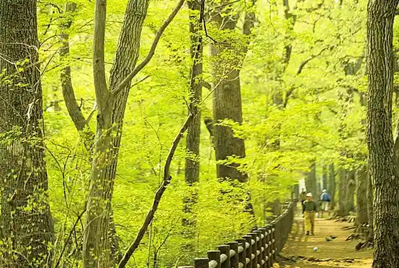 Toritsu Tamagawajosui Greenway