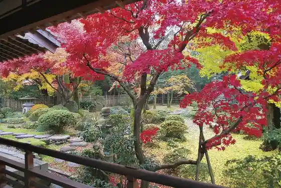 Tsubaki Kotobukiso