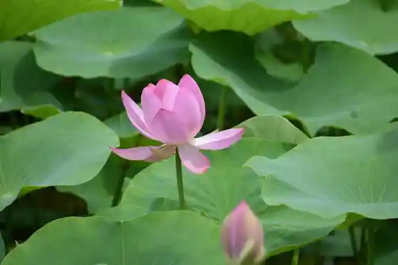 Oga Hasu (Nisen Nen Hasu)