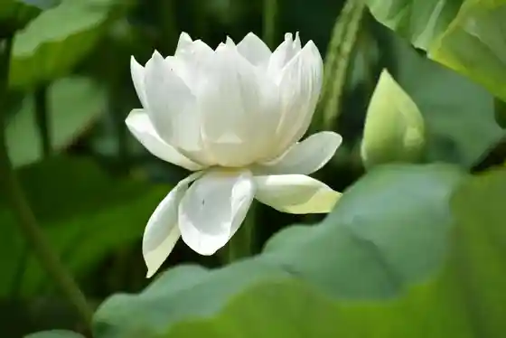 Otsu Takara Tera