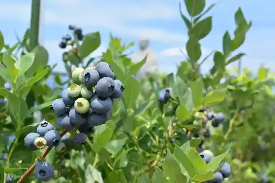 Kangasu Buruberii Farm Buruberii Kari