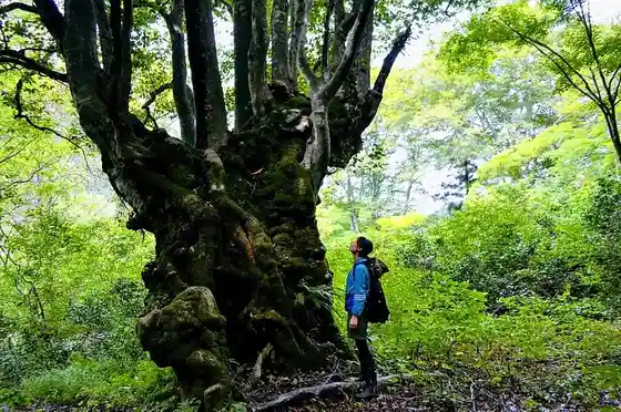 Autumn Leaves Ni Soma Ru (Shishi no Kura Mori) Sansaku Tour