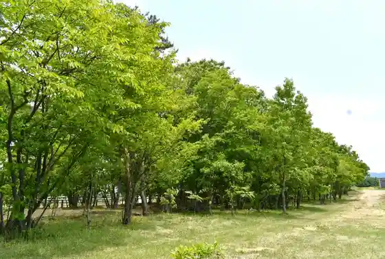 Tainai Campground Ranch no Ikkaku Niaru Matsubara Suteburusu