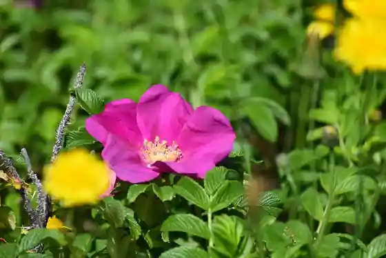 Hamanasu no Oka (Lookout)